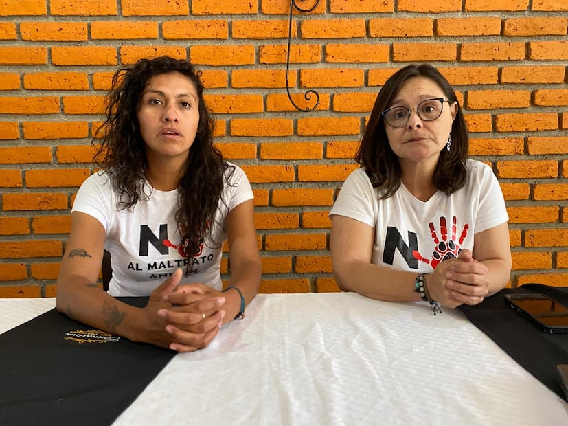 Activistas denuncian 22 carpetas estancadas por maltrato animal en Hidalgo | Foto: Luis Soriano