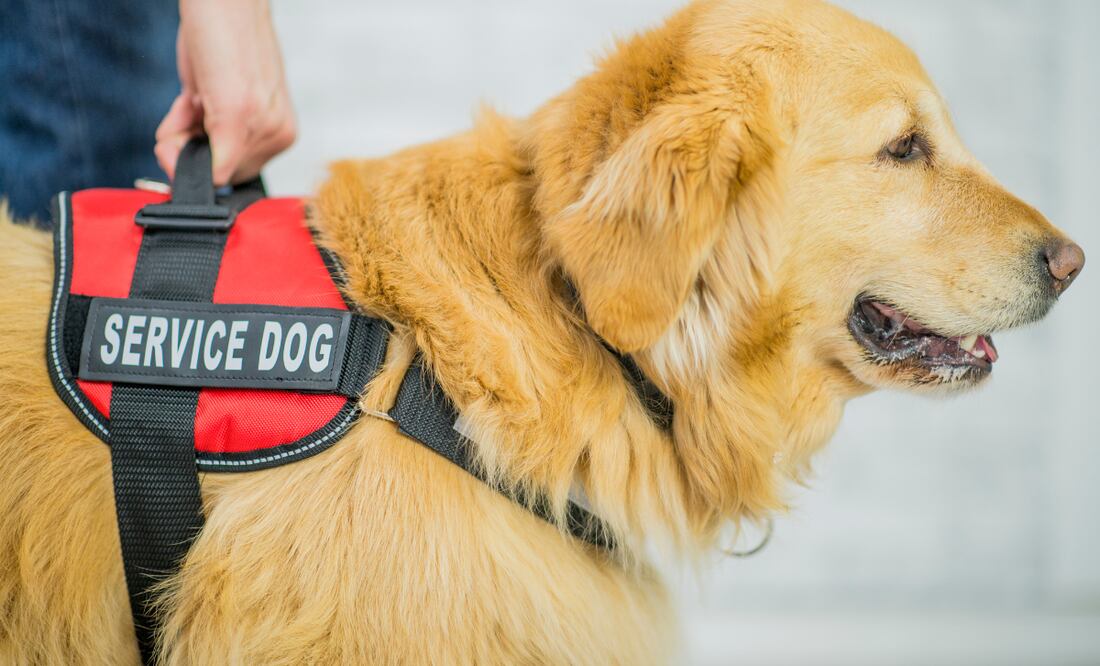 El aumento de mascotas que viajan con sus propietarios aumenta, por lo que se emiten lineamientos | Imagen ilustrativa