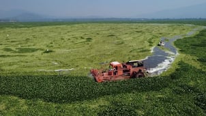 Mantienen combate permanente contra lirio en Endhó