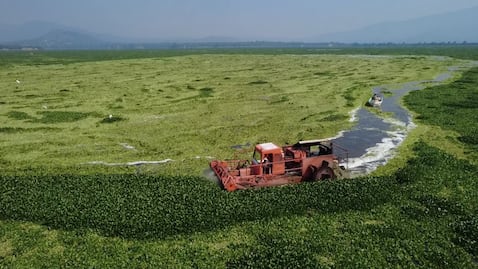 Mantienen combate permanente contra lirio en Endhó